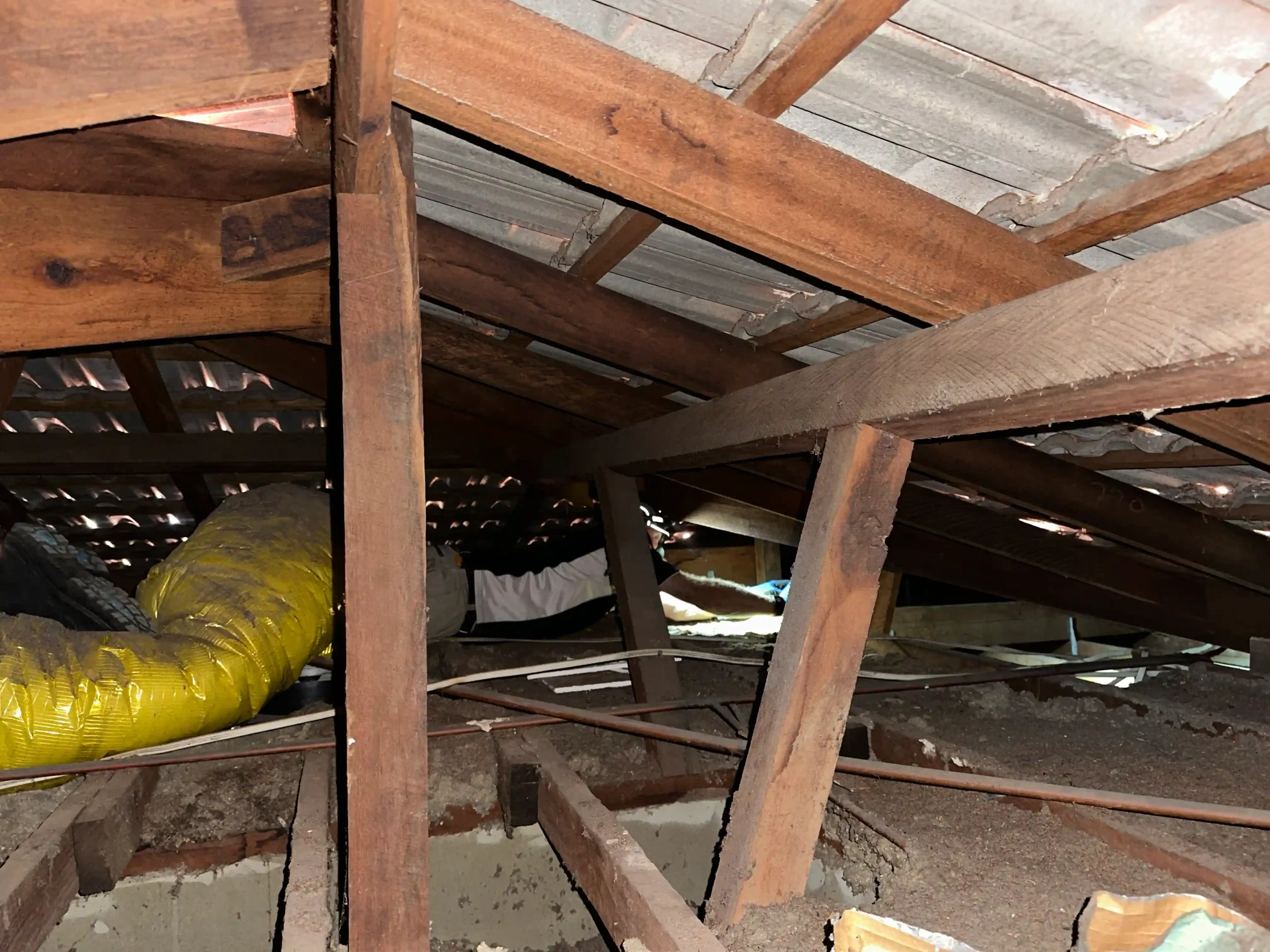 Building inspector checking roof cavity during pre-purchase inspection in Perth